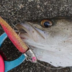 夜明けの湾奥シーバス調査