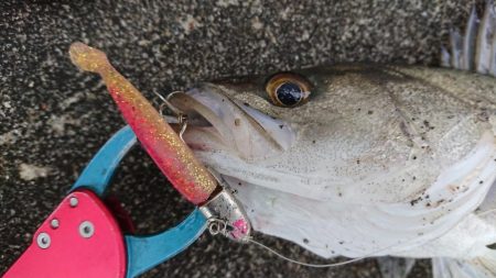 夜明けの湾奥シーバス調査