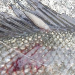 澄み潮クリアウォーター攻略