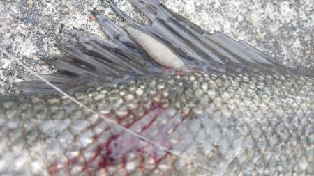 澄み潮クリアウォーター攻略