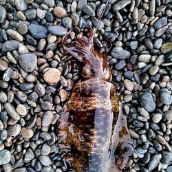 アオリイカ2杯ゲットです!!