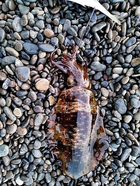 アオリイカ2杯ゲットです!!