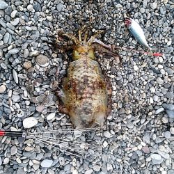 サーフでも　アオリイカゲットできます!!