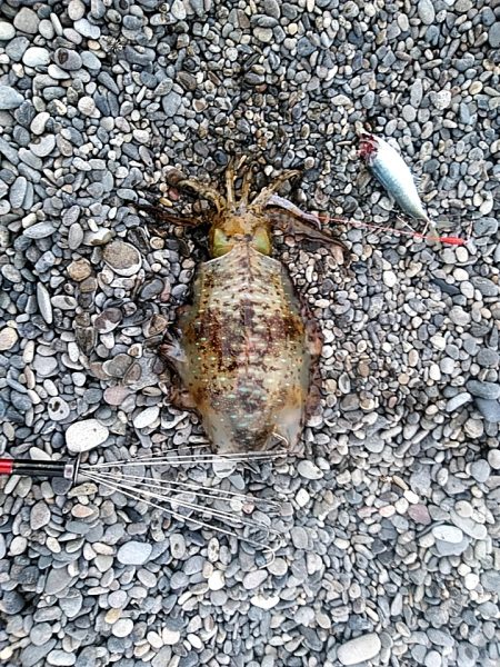 サーフでも　アオリイカゲットできます!!