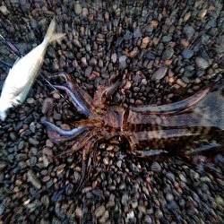 アオリイカ１杯上がりました！！