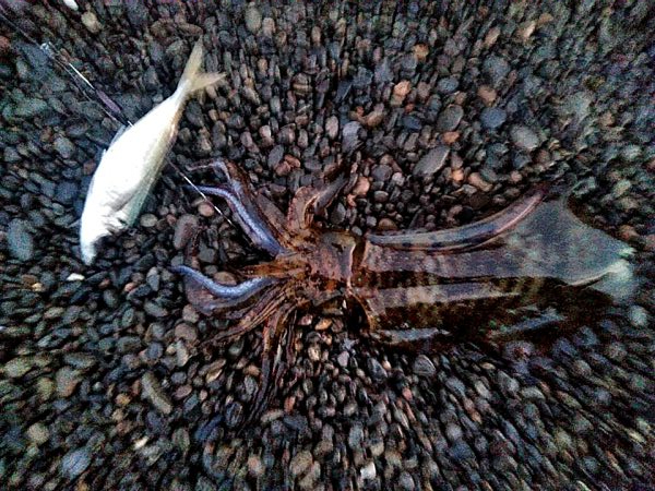 アオリイカ１杯上がりました！！