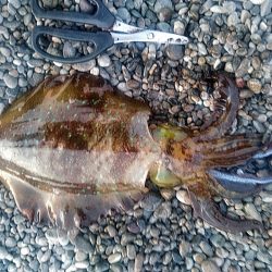 アオリイカ2杯あがりました!!