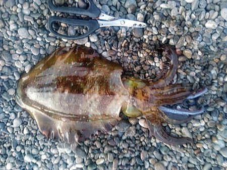 アオリイカ2杯あがりました!!