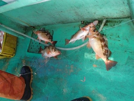 第二むつ漁丸 釣果