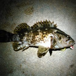 浜名湖ロックフィッシュ