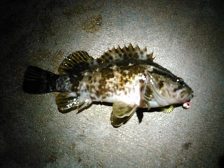 浜名湖ロックフィッシュ