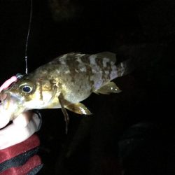 アジは何処へ…