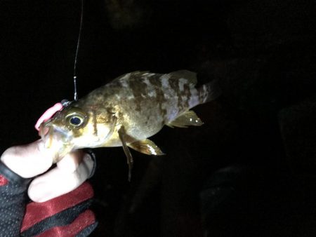 アジは何処へ…