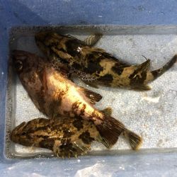 久しぶりのメバリング