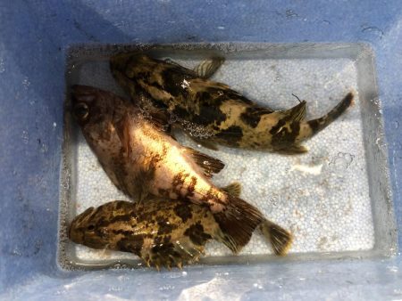 久しぶりのメバリング