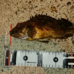 久しぶりのナイスナメバル