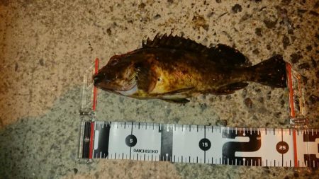 久しぶりのナイスナメバル