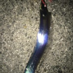 メバリングのはずが…