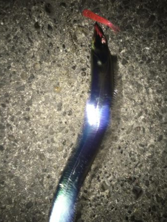 メバリングのはずが…