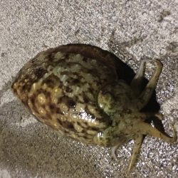 人生初のヤリイカ釣行