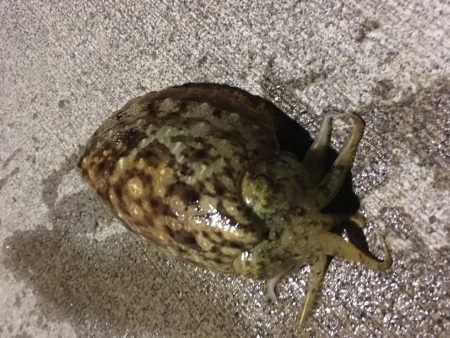 人生初のヤリイカ釣行