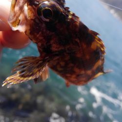 風の止み間に　ヒット