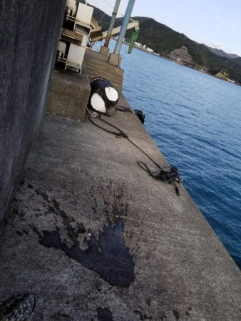 コウイカハンター