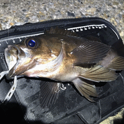 二見メバリング(2019-4)