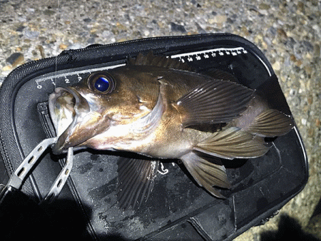 二見メバリング(2019-4)