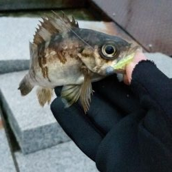 雪、雨、霰メバリング