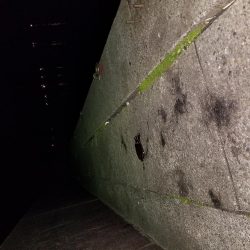 アオリとコウイカ