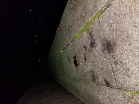 アオリとコウイカ