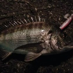 シーバスと思いきや…