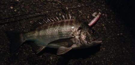 シーバスと思いきや…