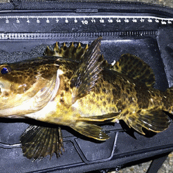 二見メバリング(2019-5)