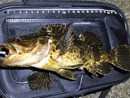 二見メバリング(2019-5)