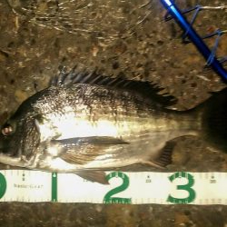 シーバス狙いでチヌ