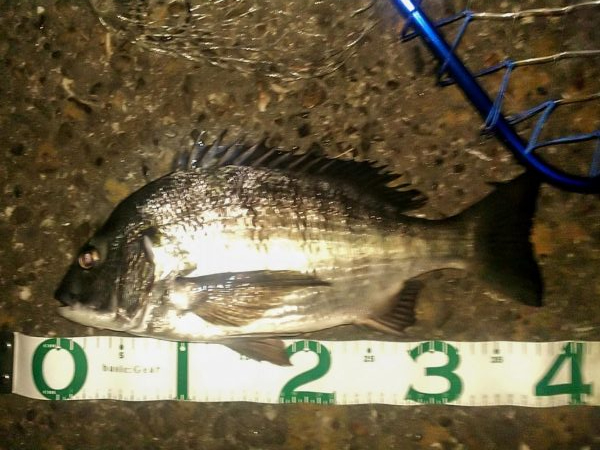 シーバス狙いでチヌ