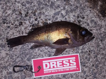 釣～りんぐ　単独