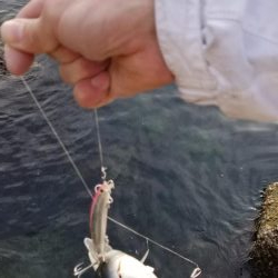 ボラ、ボラ、ボラ、人、人、人