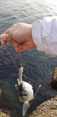 ボラ、ボラ、ボラ、人、人、人