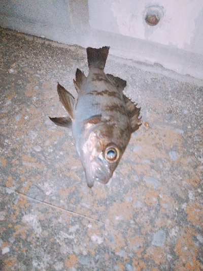 今一つでした。