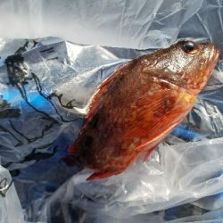 ガシラ釣り　～アジの切り身、良い♥～