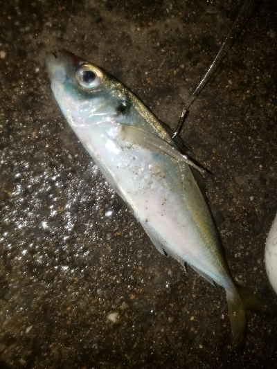 スズキ釣り ~代わりにアジ26匹~