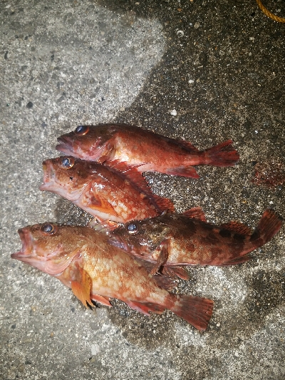 ガシラ釣り　～夕マズメ、遅い～