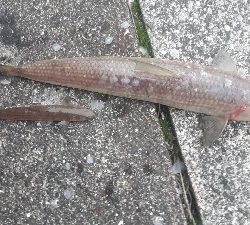 キミじゃないんだ！