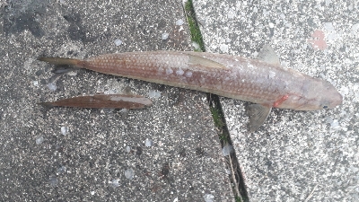 キミじゃないんだ！