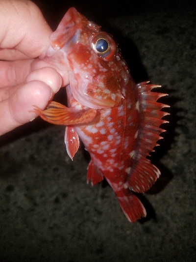 ガシラ釣り　～夕方60分勝負～