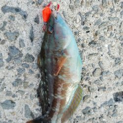 ガシラ釣り ~ベラが多い~