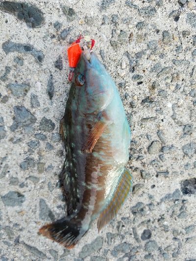 ガシラ釣り ~ベラが多い~